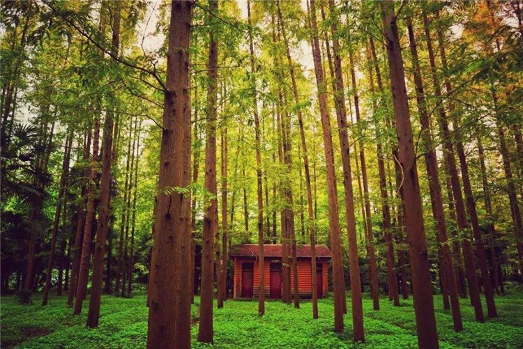 [上海崇明島森林公園]-野外徒步一日團(tuán)建