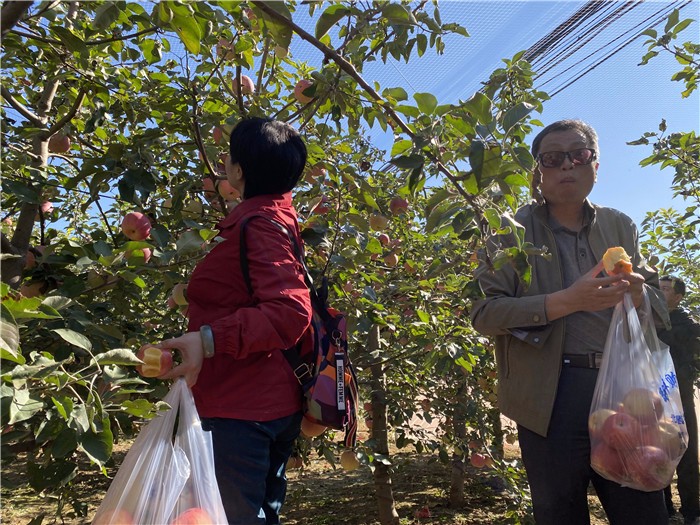 [雁棲湖環(huán)湖騎行]+蘋果采摘一日主題活動(dòng)